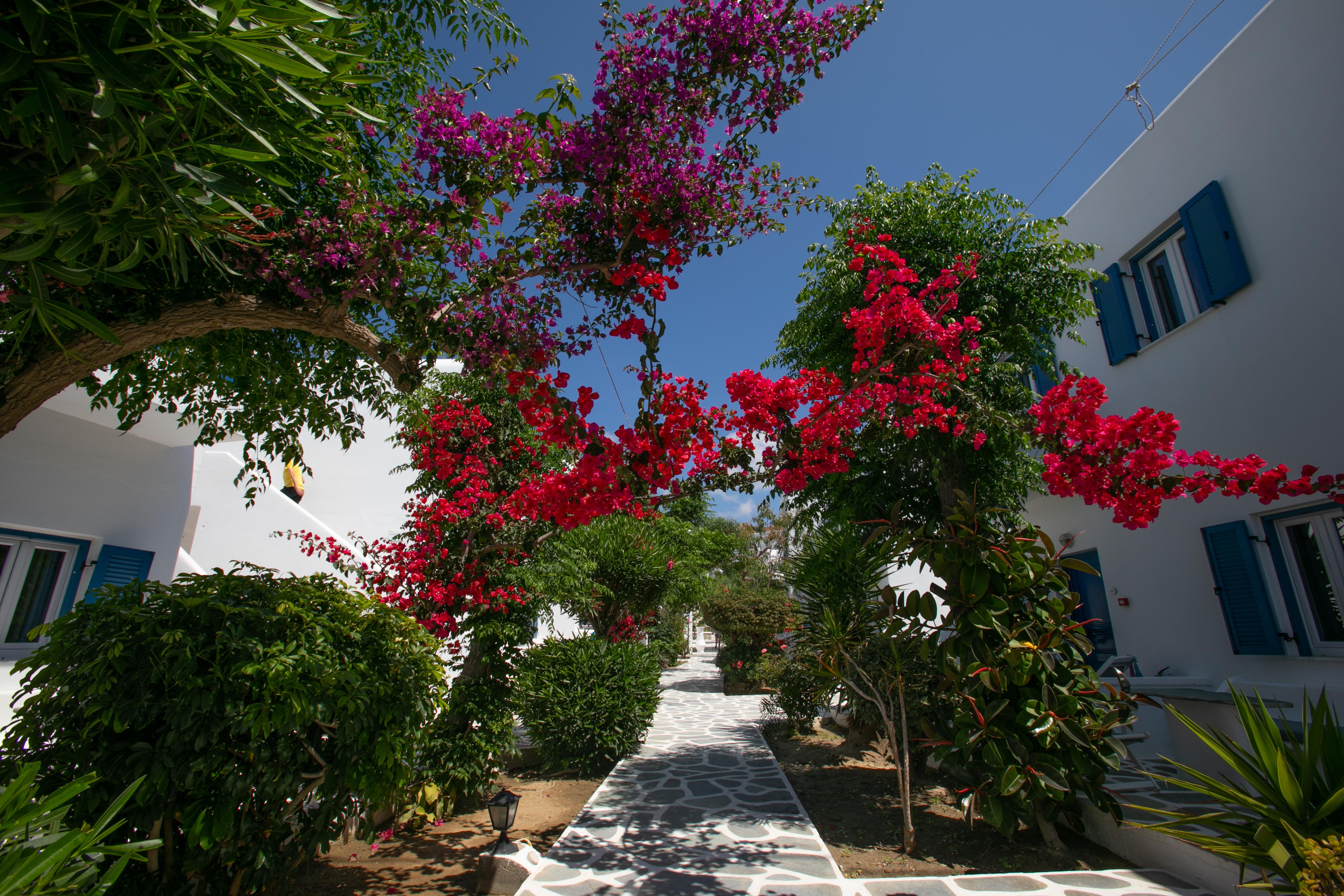 Acrogiali Beachfront Hotel Mykonos Platys Gialos  Dış mekan fotoğraf