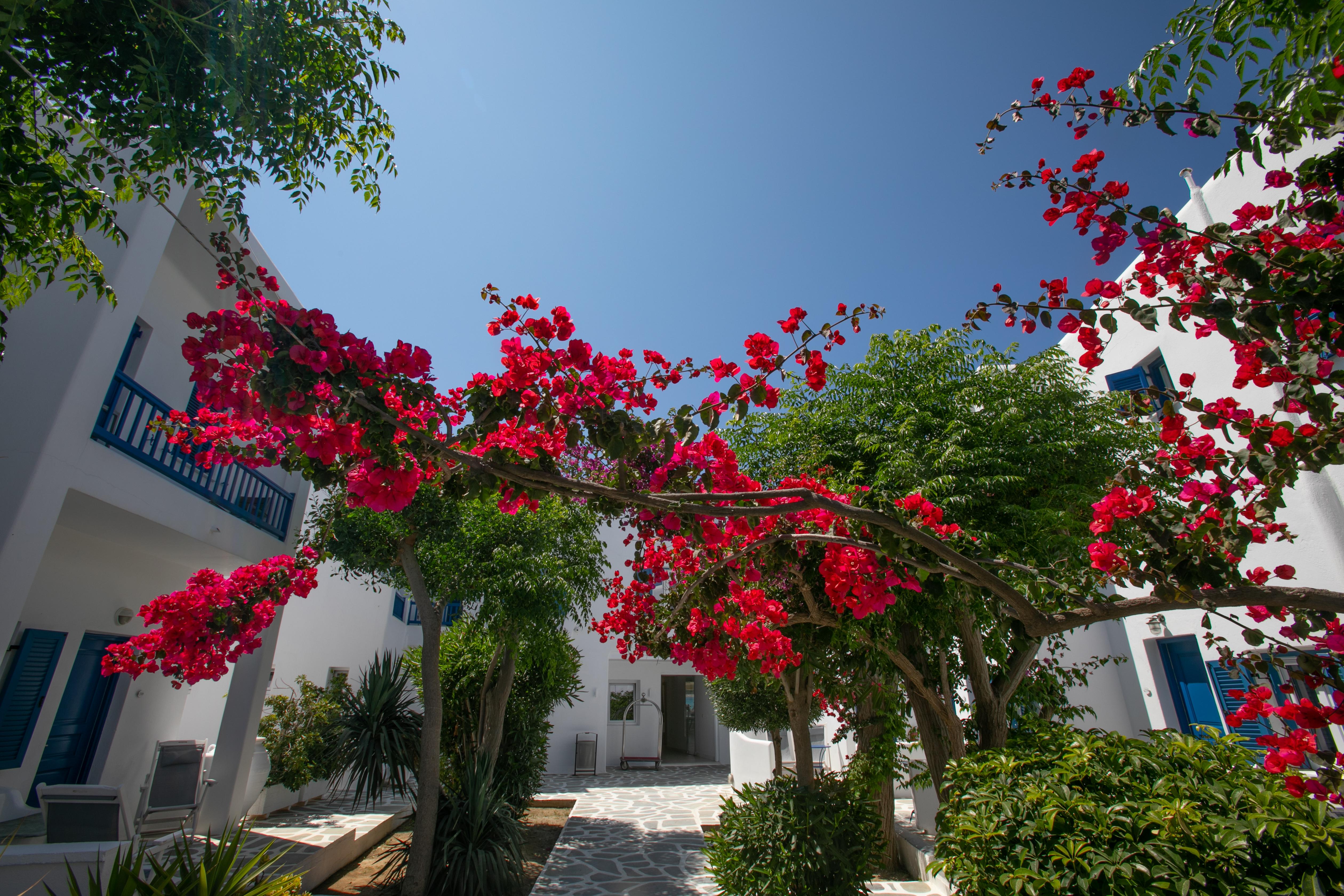 Acrogiali Beachfront Hotel Mykonos Platys Gialos  Dış mekan fotoğraf